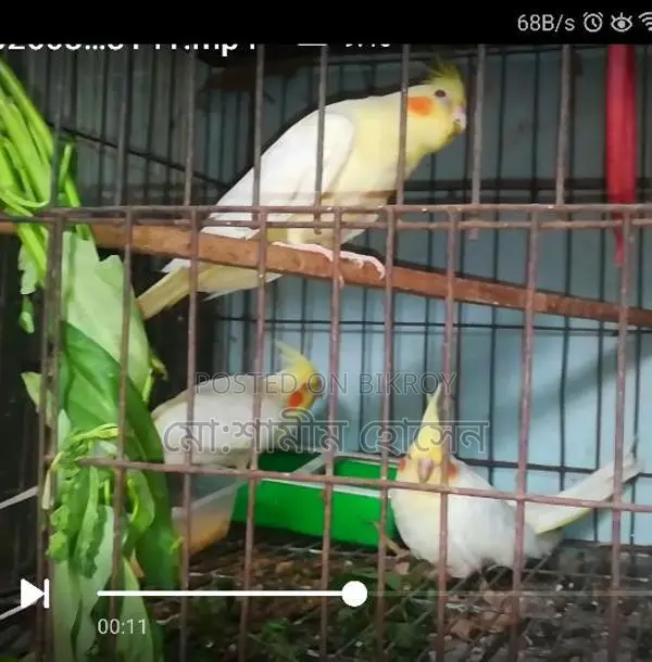3 Cockatiel birds