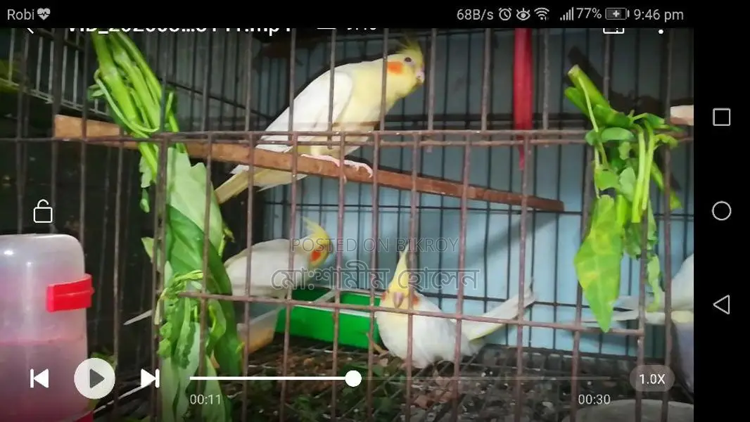 3 Cockatiel birds