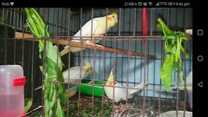 3 Cockatiel birds