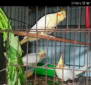 3 Cockatiel birds