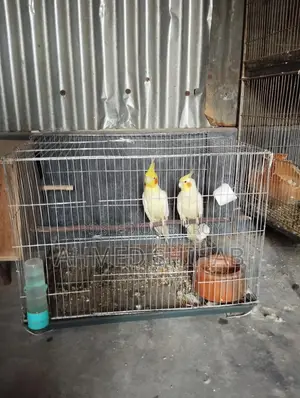 এক জোড়া ডিম বাচ্চা করা রানিং পাখি বিক্রি হবে।