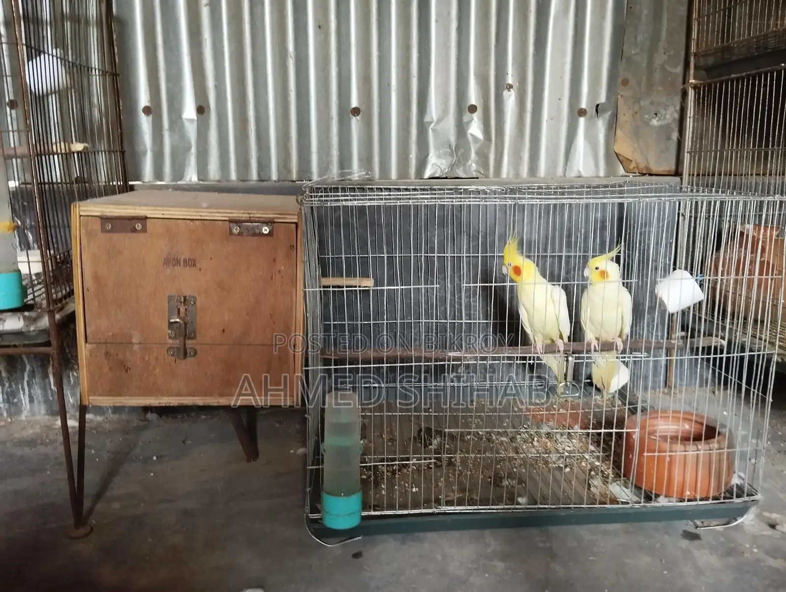 A pair of breeding birds for sale.