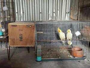 A pair of breeding birds for sale.