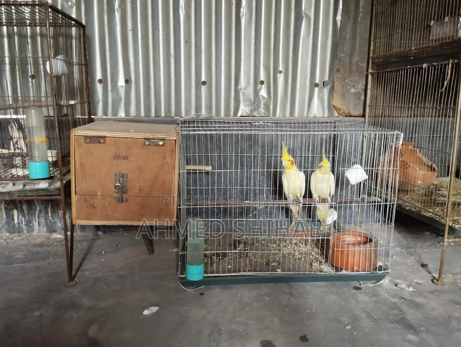A pair of breeding birds for sale.