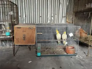 A pair of breeding birds for sale.