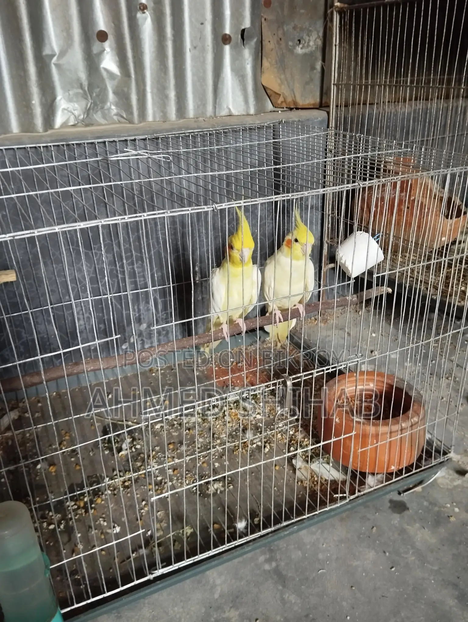 A pair of breeding birds for sale.