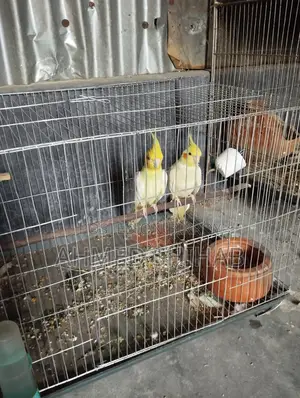 A pair of breeding birds for sale.