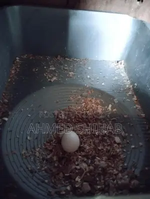 A pair of breeding birds for sale.