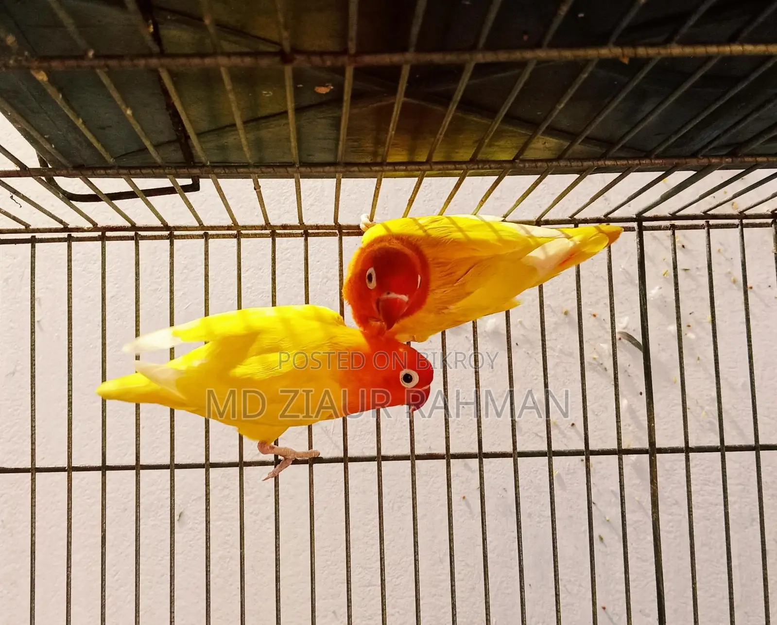Running Lovebirds