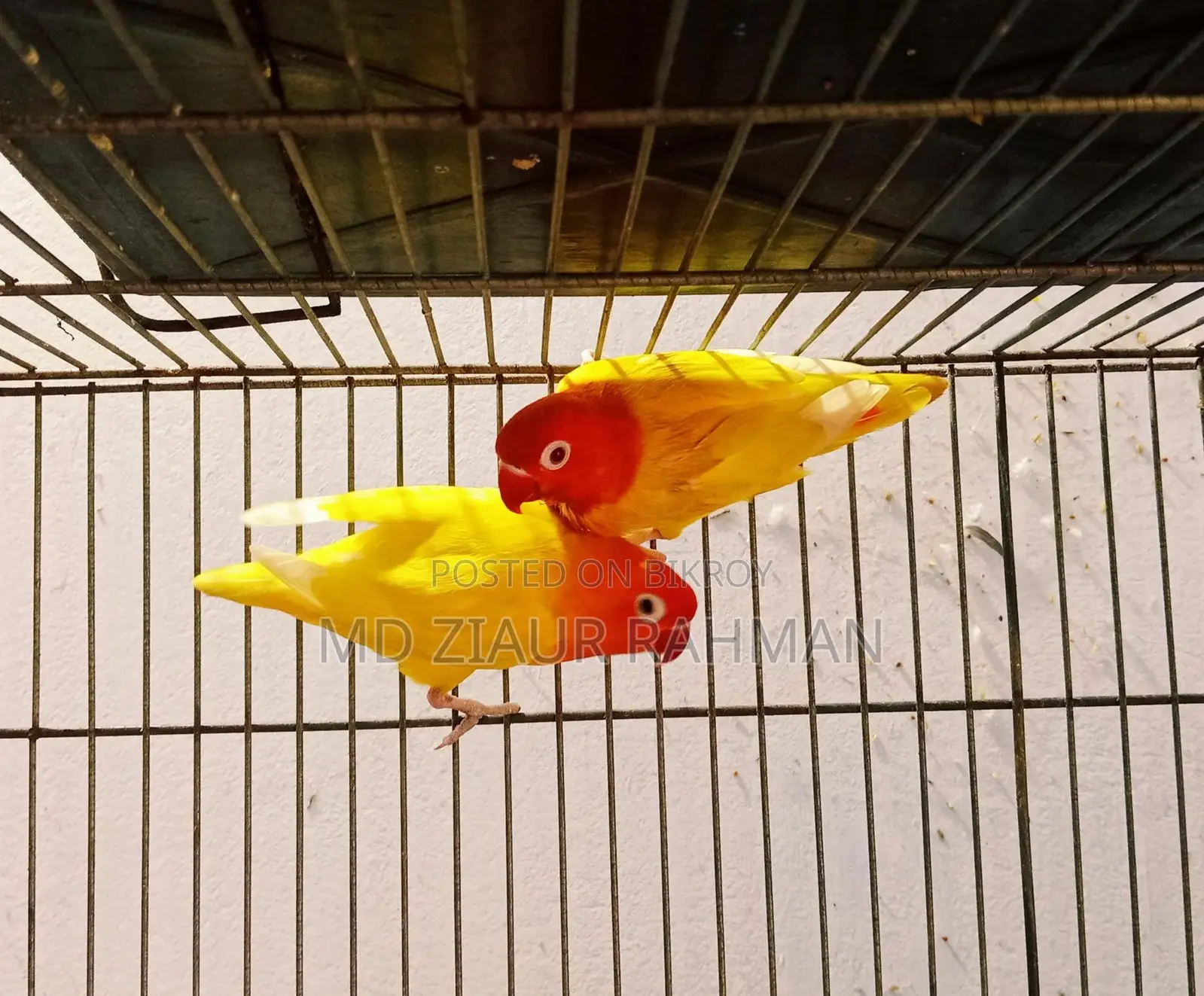 Running Lovebirds