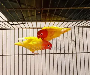 Running Lovebirds