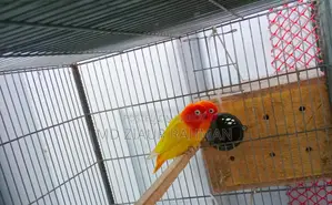 Running Lovebirds