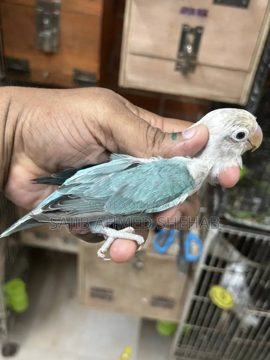Lovebirds