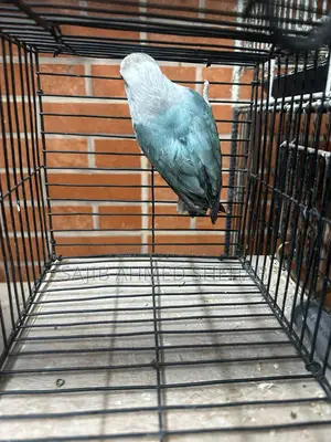 Lovebirds