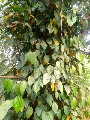 ‌গোলম‌রিচ চারা/কা‌টিং