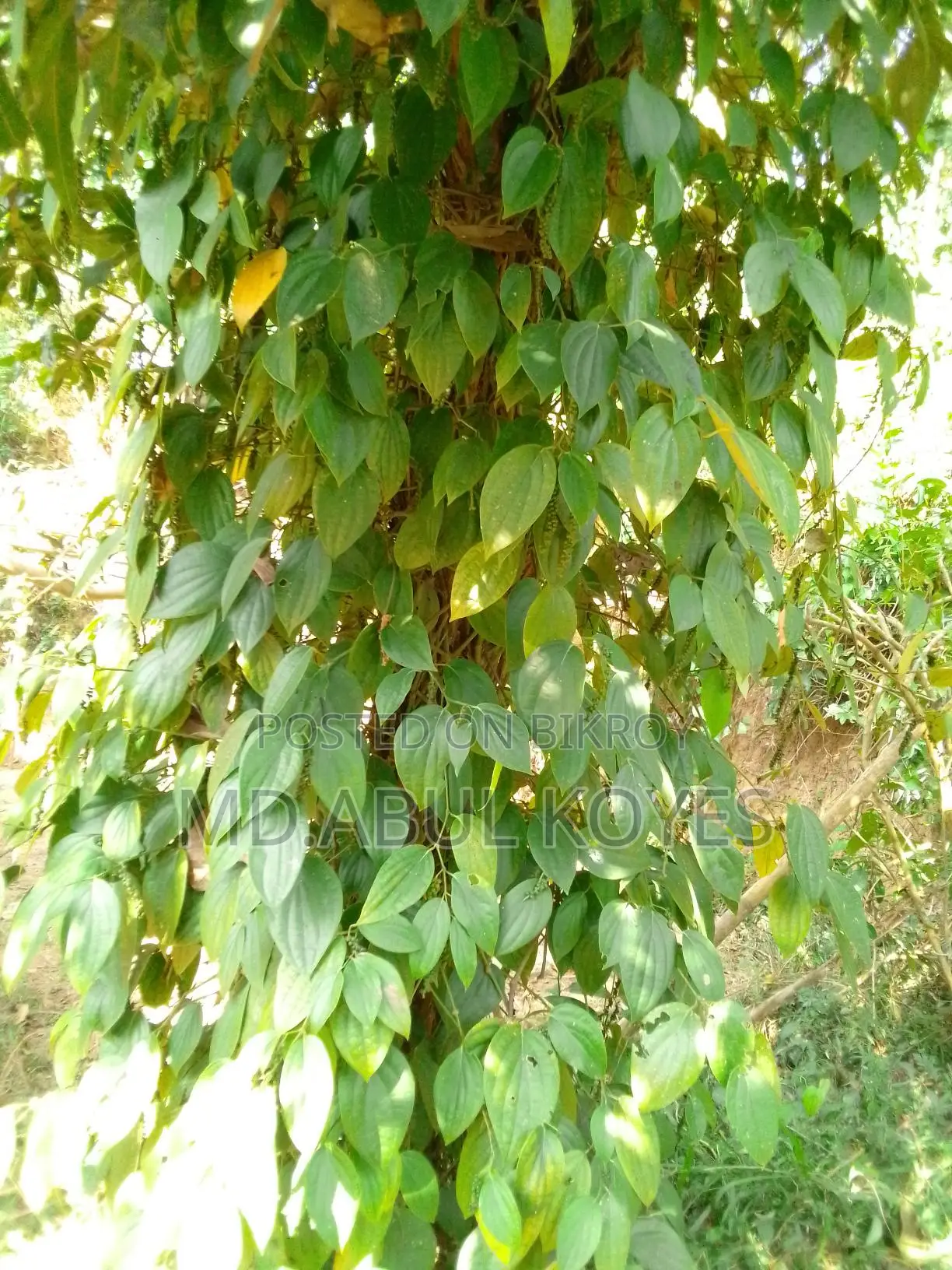 ‌গোলম‌রিচ চারা/কা‌টিং