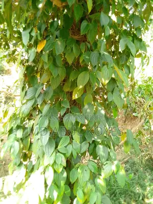 ‌গোলম‌রিচ চারা/কা‌টিং