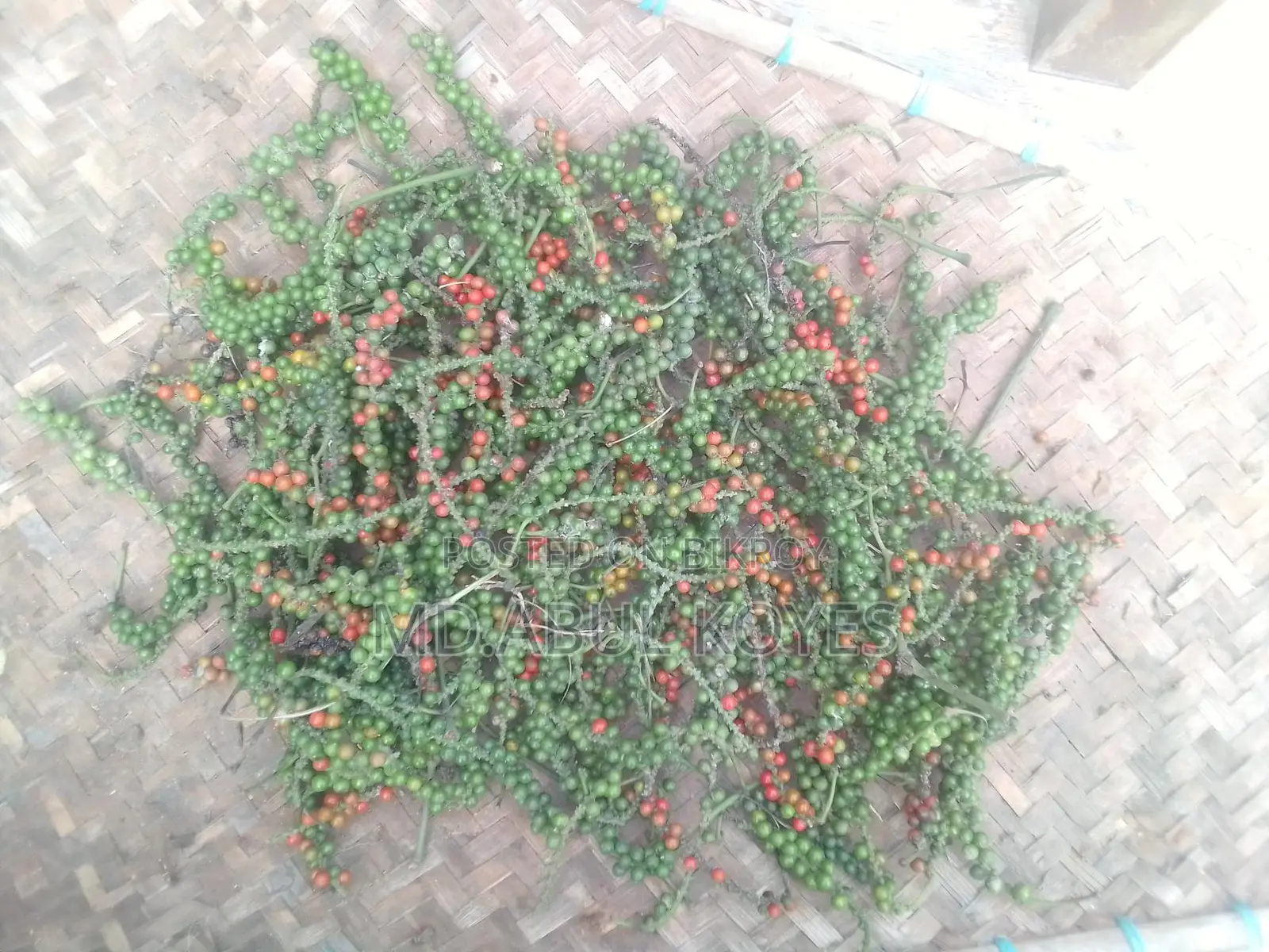 ‌গোলম‌রিচ চারা/কা‌টিং