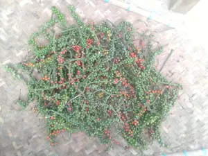 ‌গোলম‌রিচ চারা/কা‌টিং