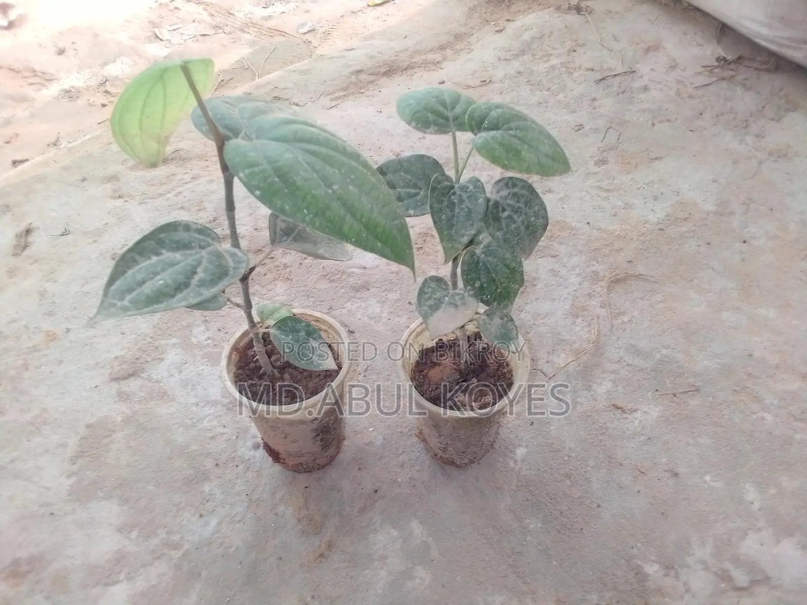 ‌গোলম‌রিচ চারা/কা‌টিং