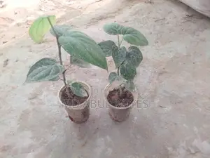 ‌গোলম‌রিচ চারা/কা‌টিং