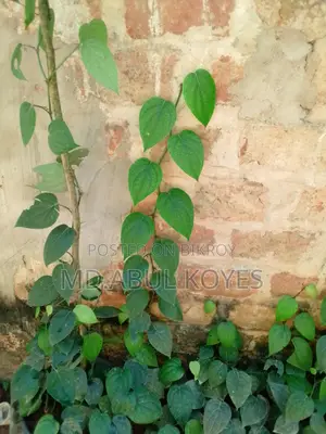 ‌গোলম‌রিচ চারা/কা‌টিং