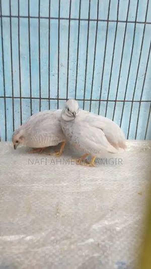 সিলভার কিং কোয়েল এডাল্ট জোড়া