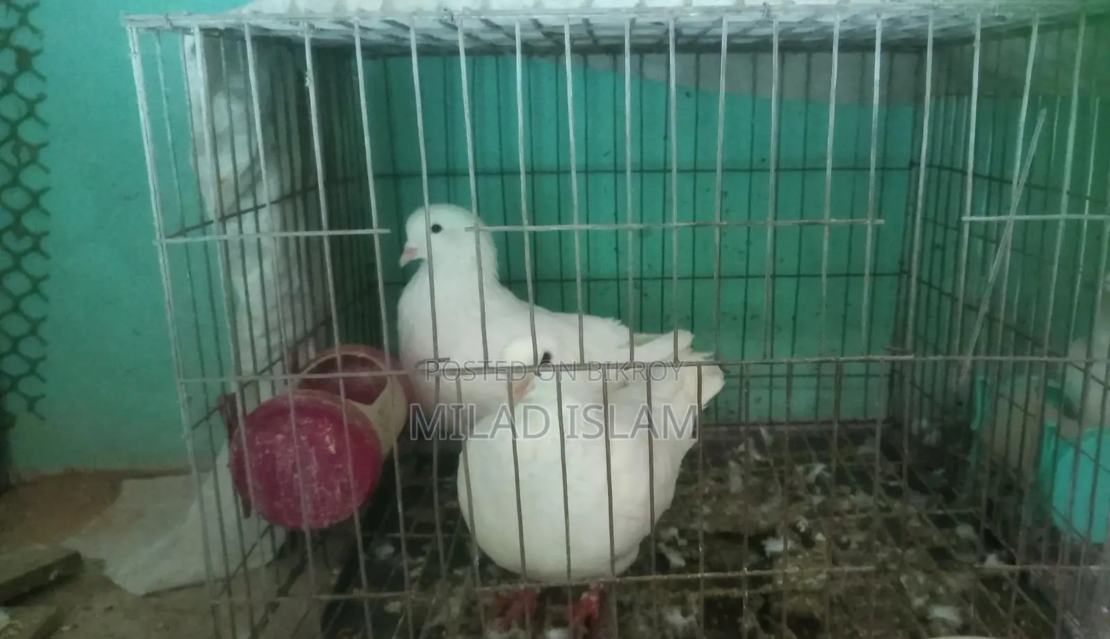Three Pairs of Running King Pigeons for Sale