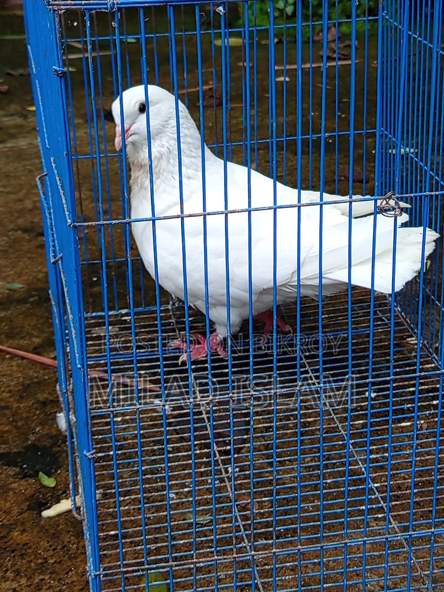Three Pairs of Running King Pigeons for Sale