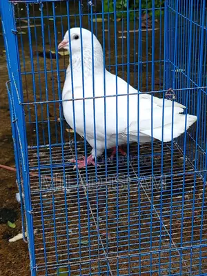 Three Pairs of Running King Pigeons for Sale