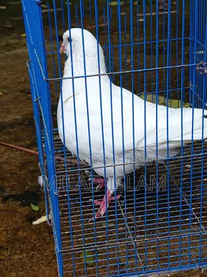 Three Pairs of Running King Pigeons for Sale