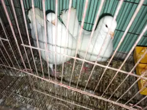Three Pairs of Running King Pigeons for Sale