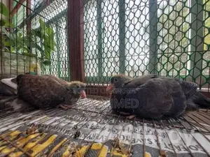 একজোড়া কাকাতুয়া পাখি/একজোড়া কবুতরের বাচ্চা