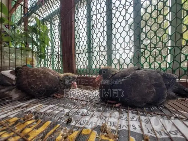 A pair of Cockatiel birds / A pair of Pigeon chicks