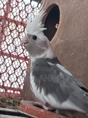 A pair of Cockatiel birds / A pair of Pigeon chicks