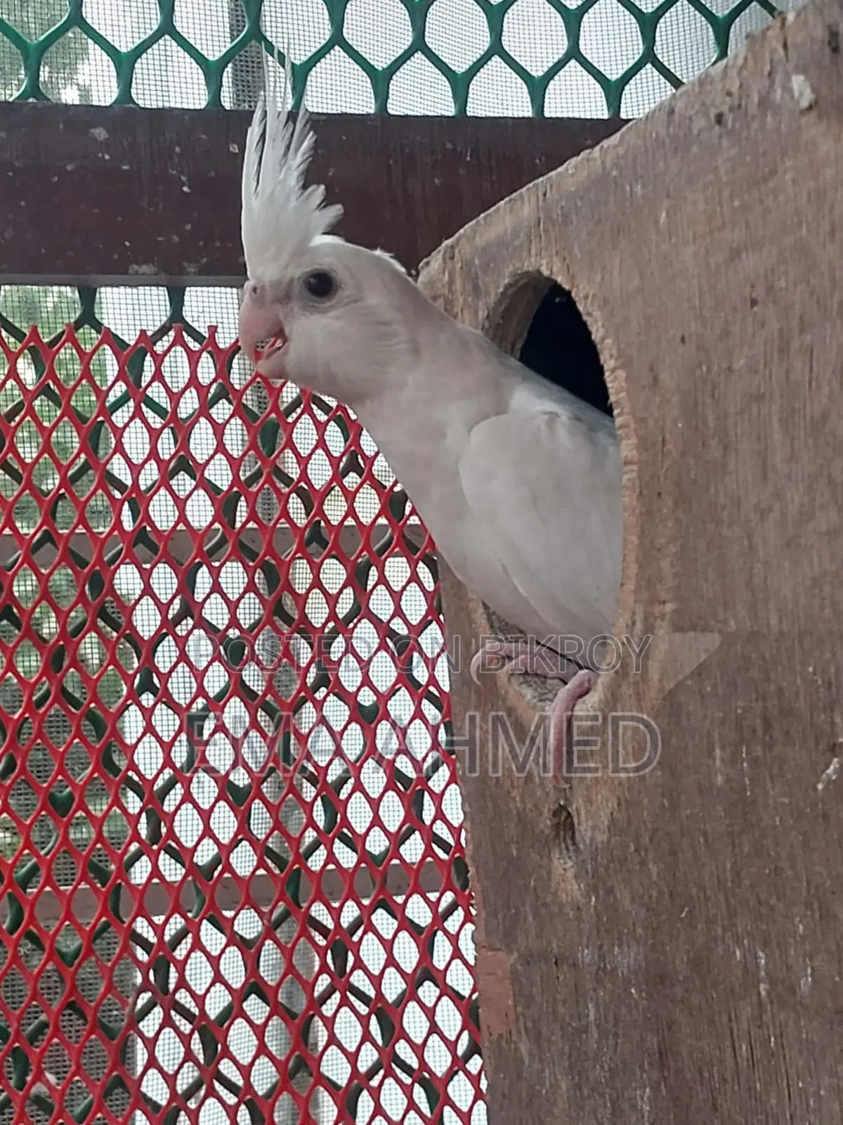 A pair of Cockatiel birds / A pair of Pigeon chicks