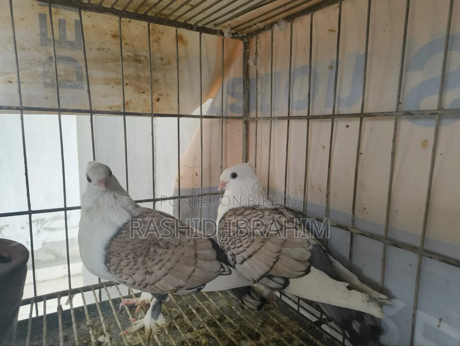 Satin Pigeon