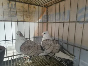 Satin Pigeon