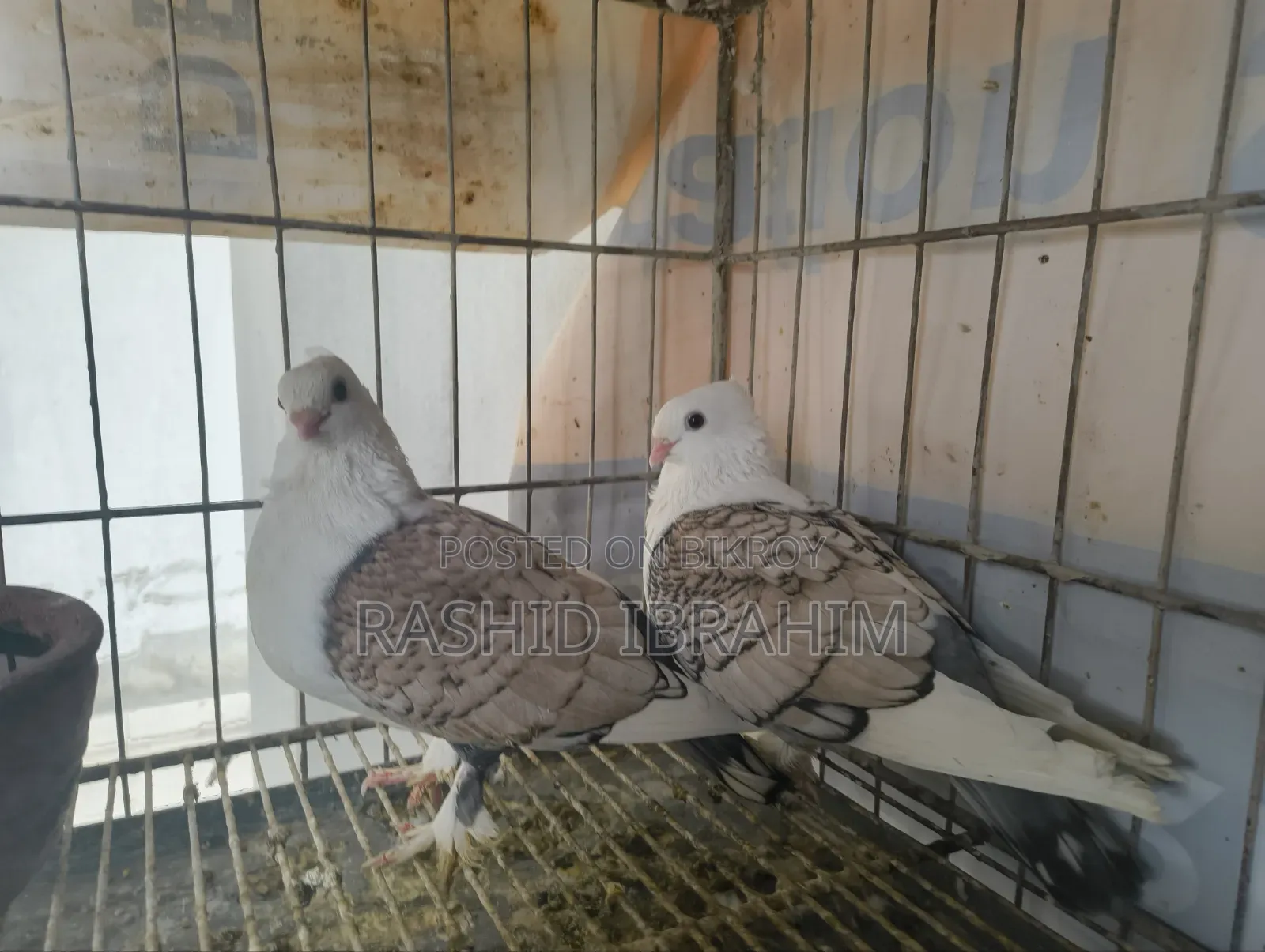 Satin Pigeon