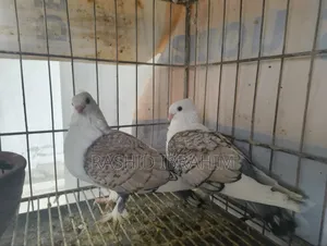 Satin Pigeon