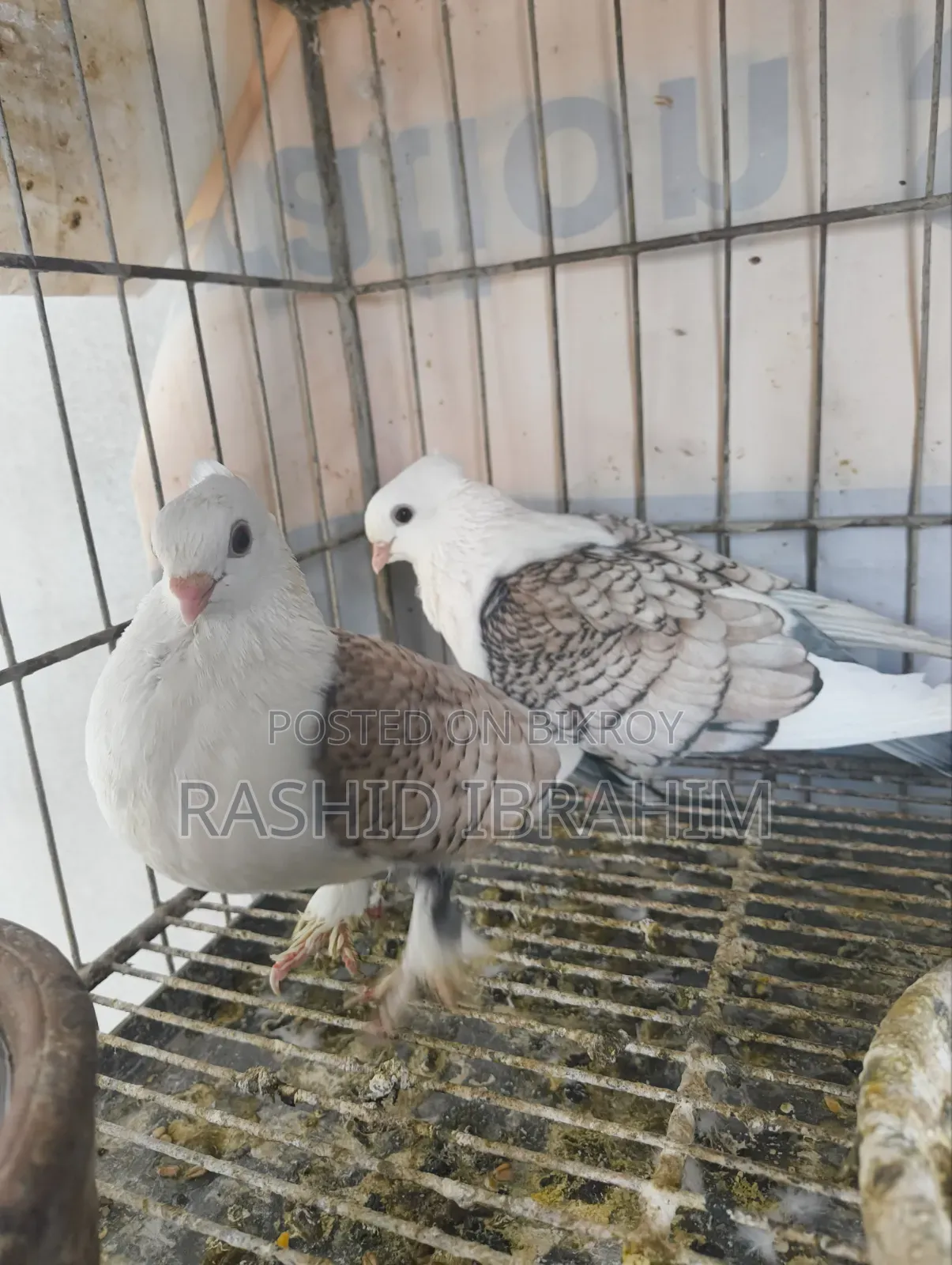 Satin Pigeon