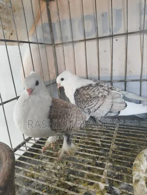 Satin Pigeon