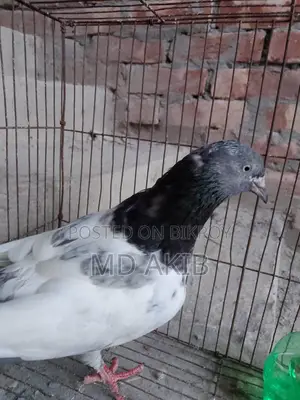 Pigeon