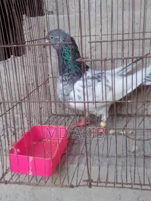 Pigeon
