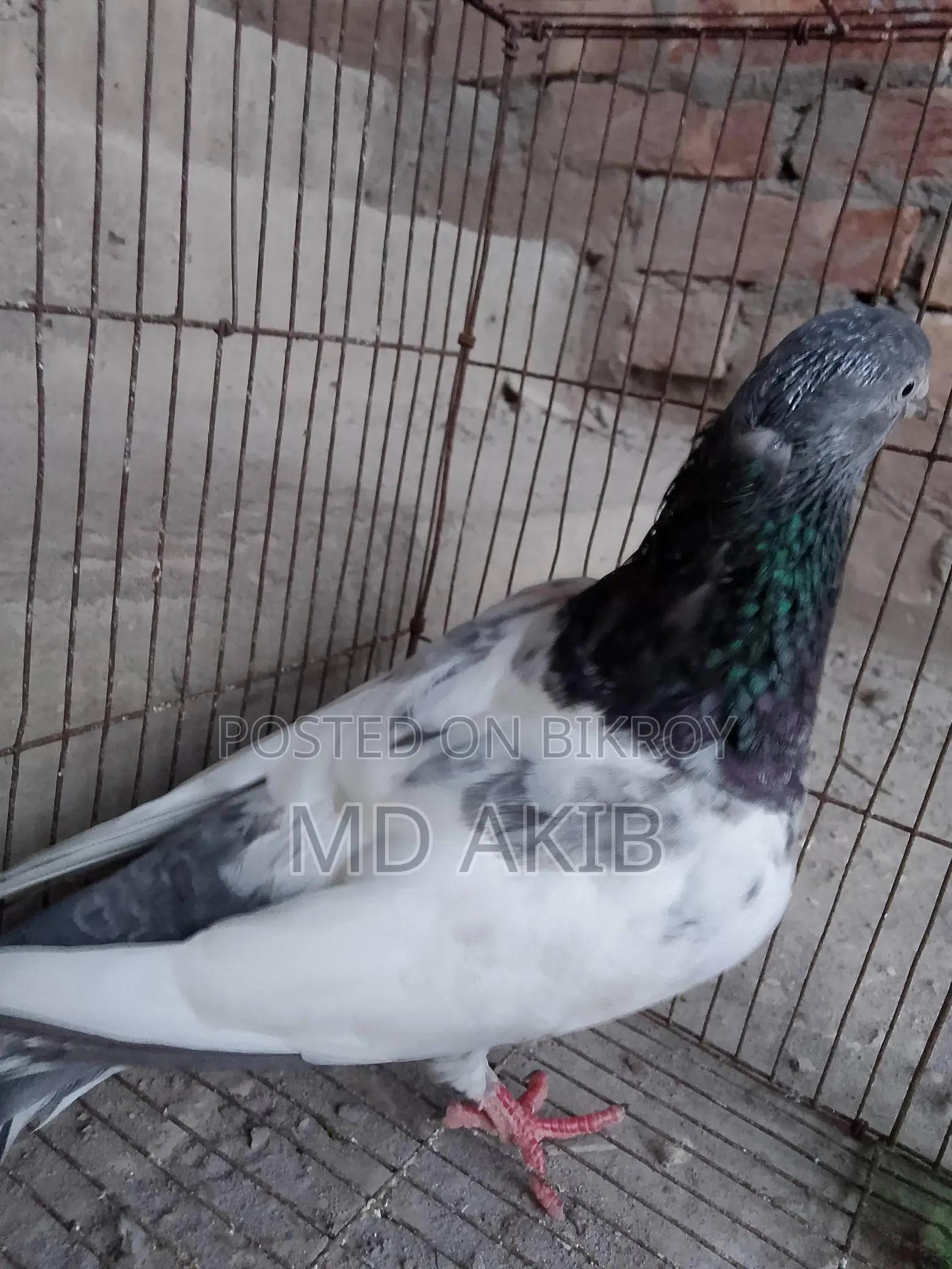 Pigeon