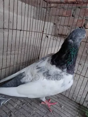 Pigeon