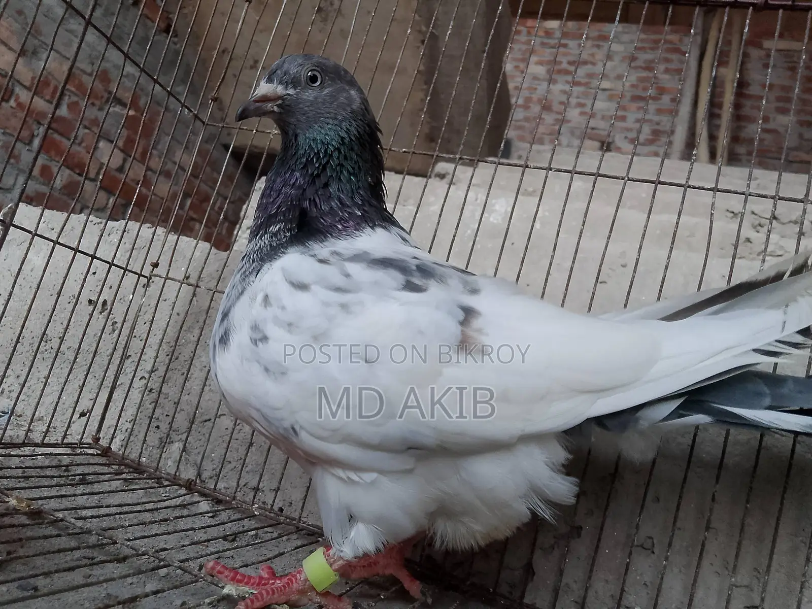 Pigeon