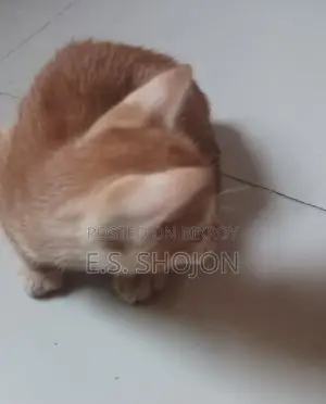 দেশি বিড়াল