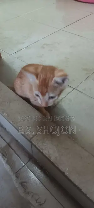 দেশি বিড়াল
