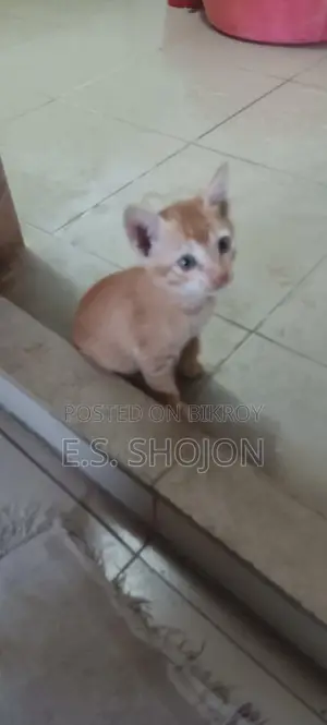 দেশি বিড়াল